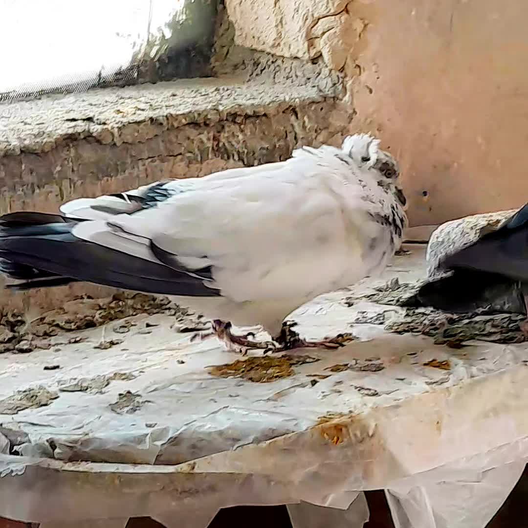 مفلق|پرنده|گلپایگان, |دیوار