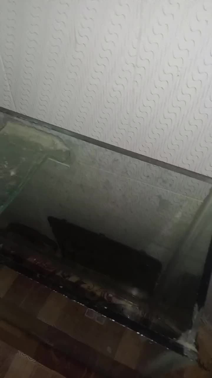 آکوریوم|ماهی|دزفول, |دیوار