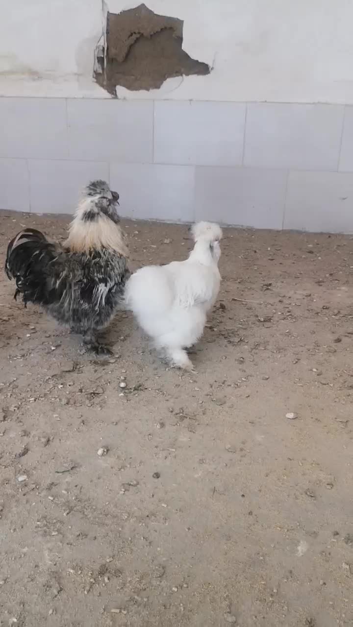 ابریشمی کوپال|حیوانات مزرعه|کاشمر, |دیوار