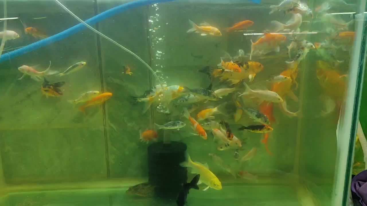 کوی نژاددار و کوی باله سوپر بلند و کوتاه|ماهی|پاکدشت, پاکدشت (مامازند)|دیوار