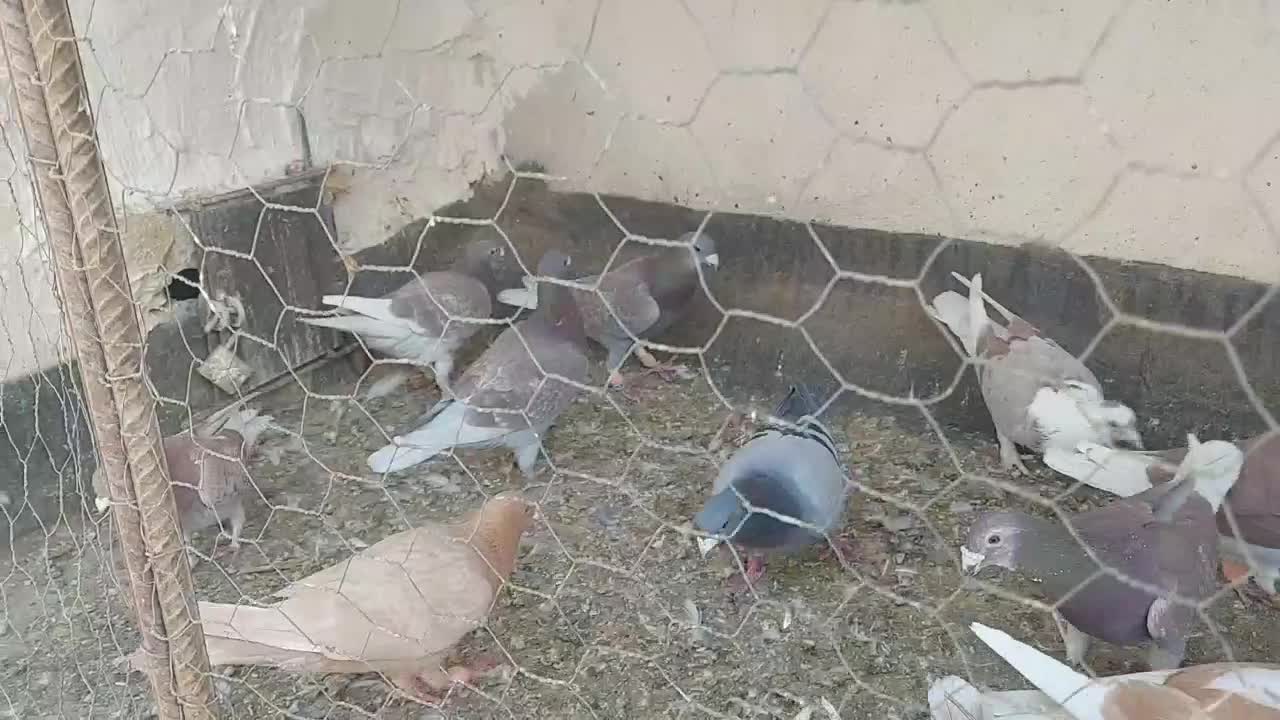 ۲۲ عدد پلاکی پرشی|پرنده|خواف, |دیوار