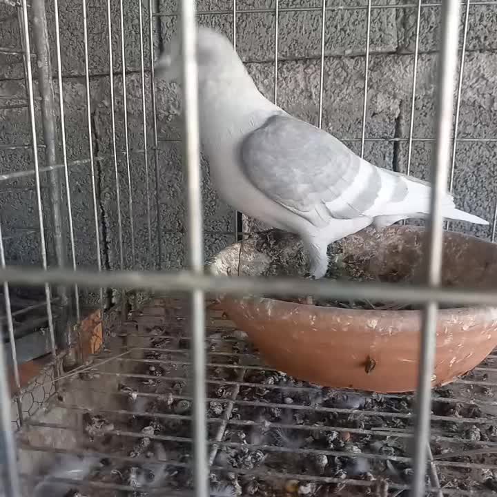 خط سفید دورنگ|پرنده|وحدتیه, |دیوار