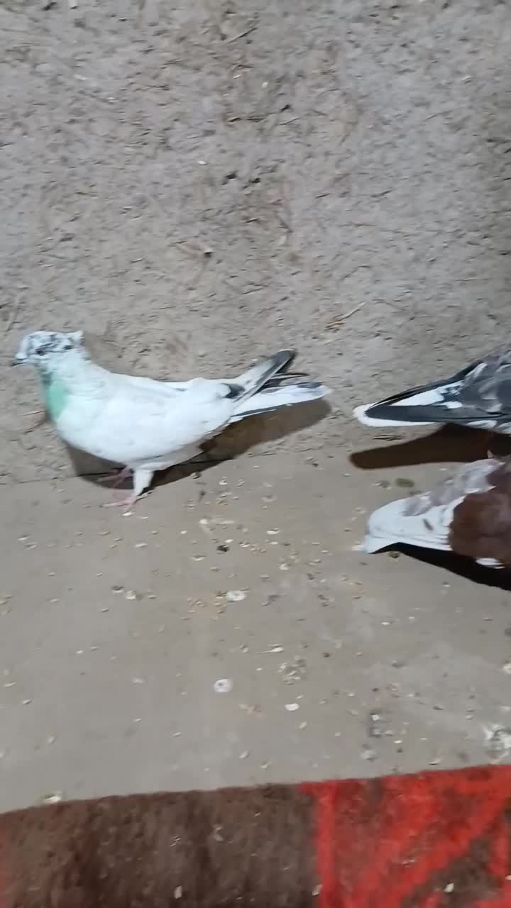 گرگانی و تهرانی سر و کله دار|پرنده|اردبیل, |دیوار