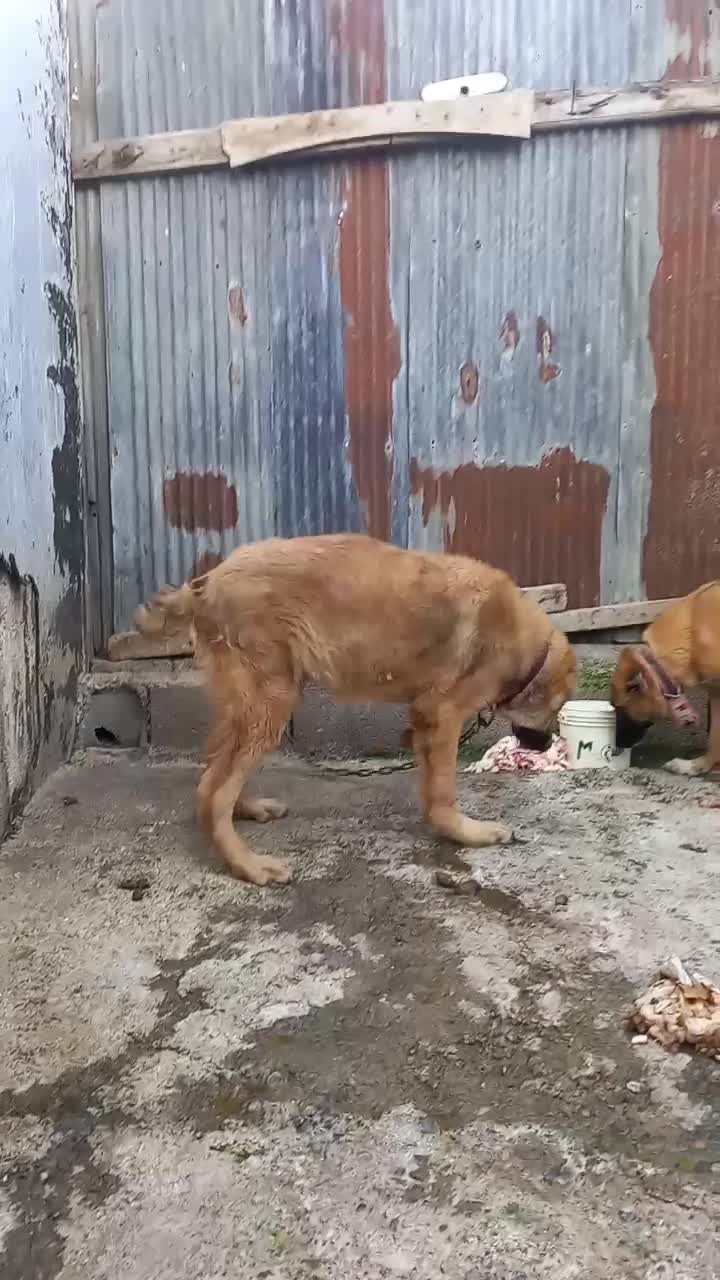 سرابی توله اصیل زیرقیمت معاوضه و فروش فوری|سگ|آمل, |دیوار