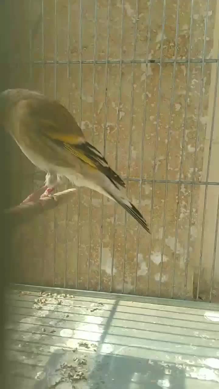 سهره قناری|پرنده|ری, شهادت|دیوار