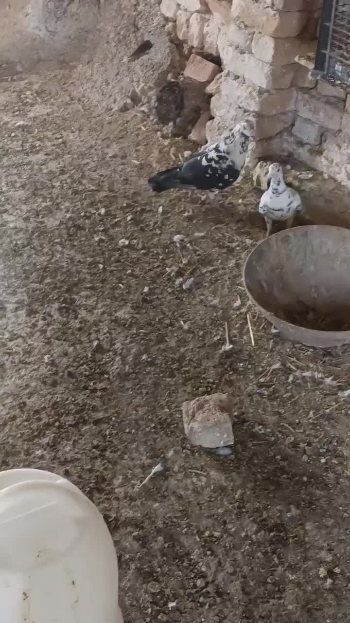 نرو ماده سینه سفید|پرنده|خلیل آباد, |دیوار