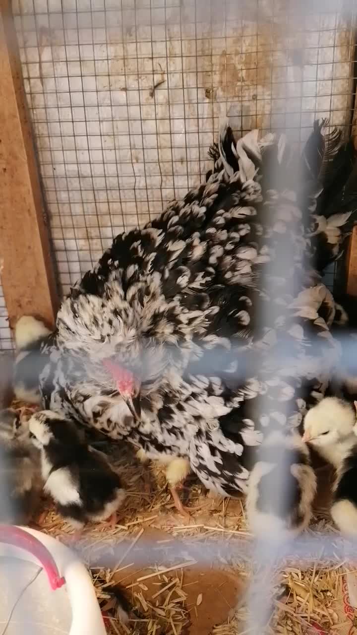 جوجه مرغ خروس گلین|حیوانات مزرعه|شیراز, شیشهگری|دیوار