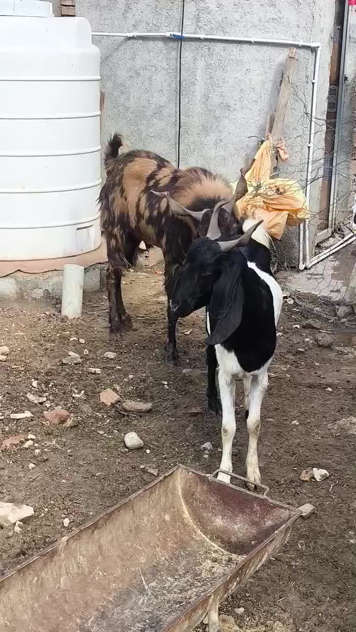 یک عدد تکه یک ساله اصل پلنگی|حیوانات مزرعه|سیمین شهر, |دیوار