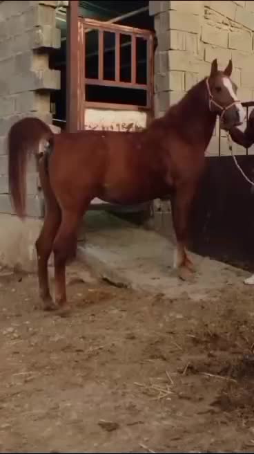 طلا خانم|اسب و تجهیزات اسبسواری|سبزوار, ابارش|دیوار