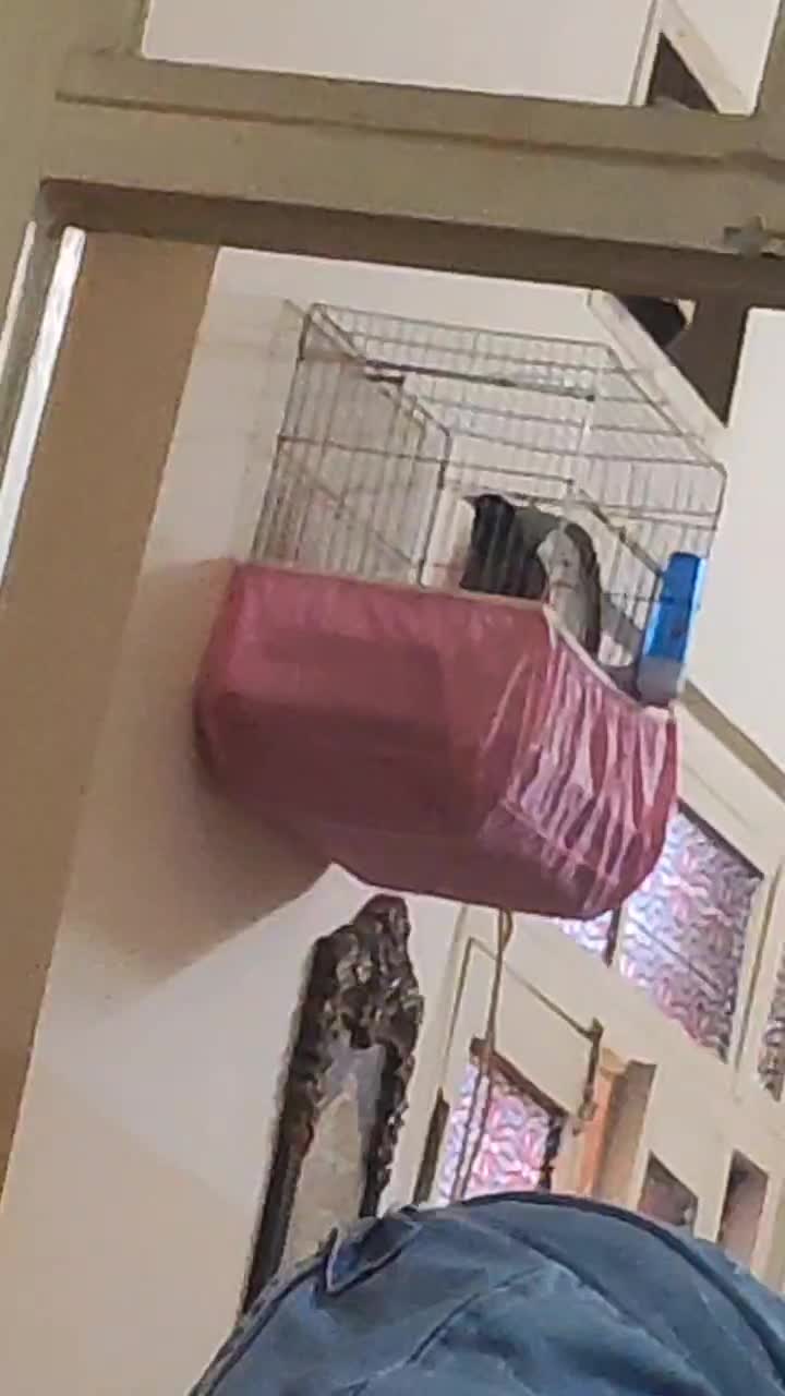 فروش مرغ مینا سخنگو درجه یک|پرنده|قم, تکیه آقا سید حسنی|دیوار