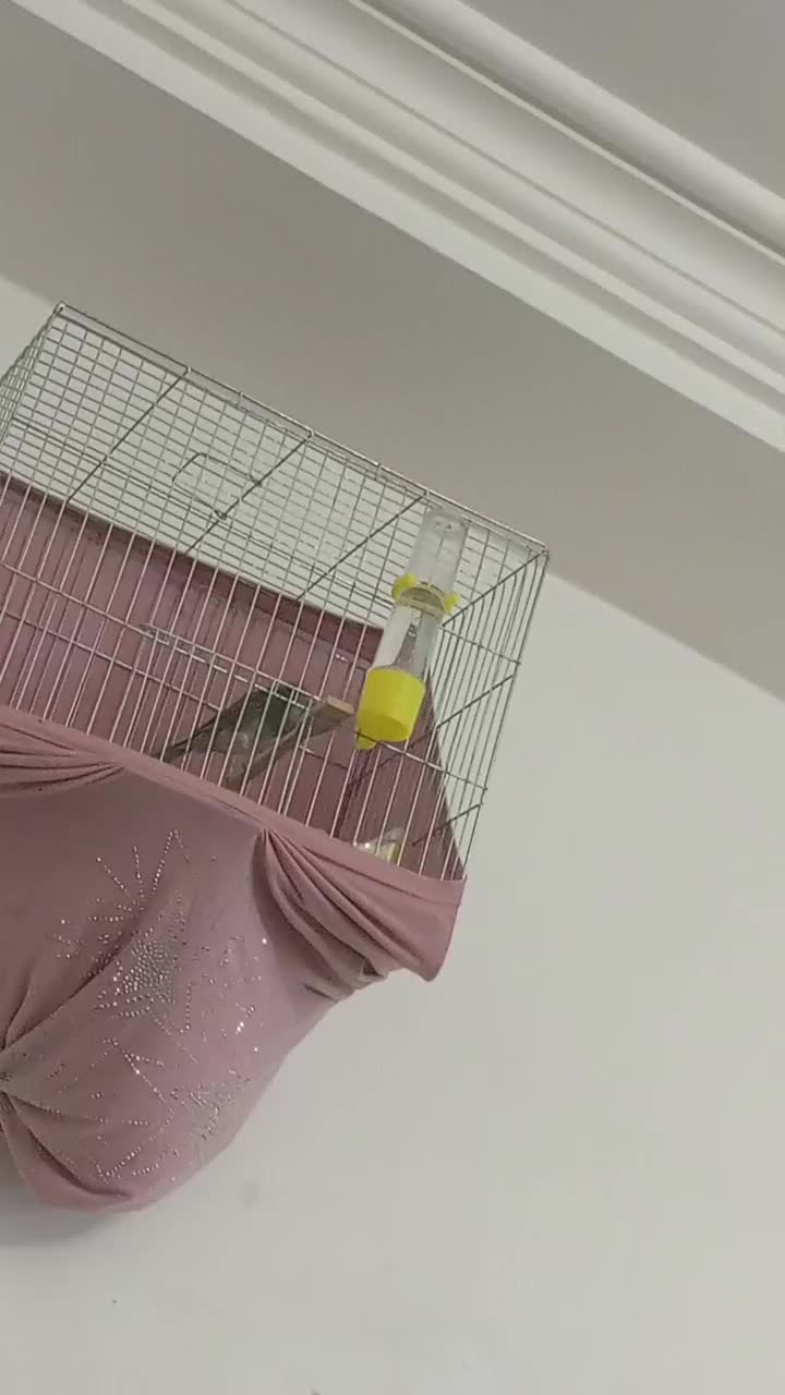 قناری نر مست|پرنده|رشت, شهرک احمد خمینی|دیوار