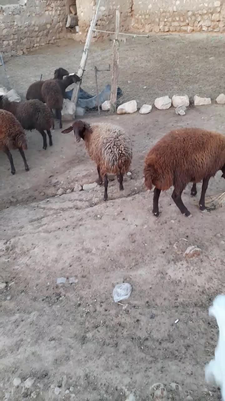 ۳۸تابره ماده در حد شیشک|حیوانات مزرعه|کوهدشت, |دیوار