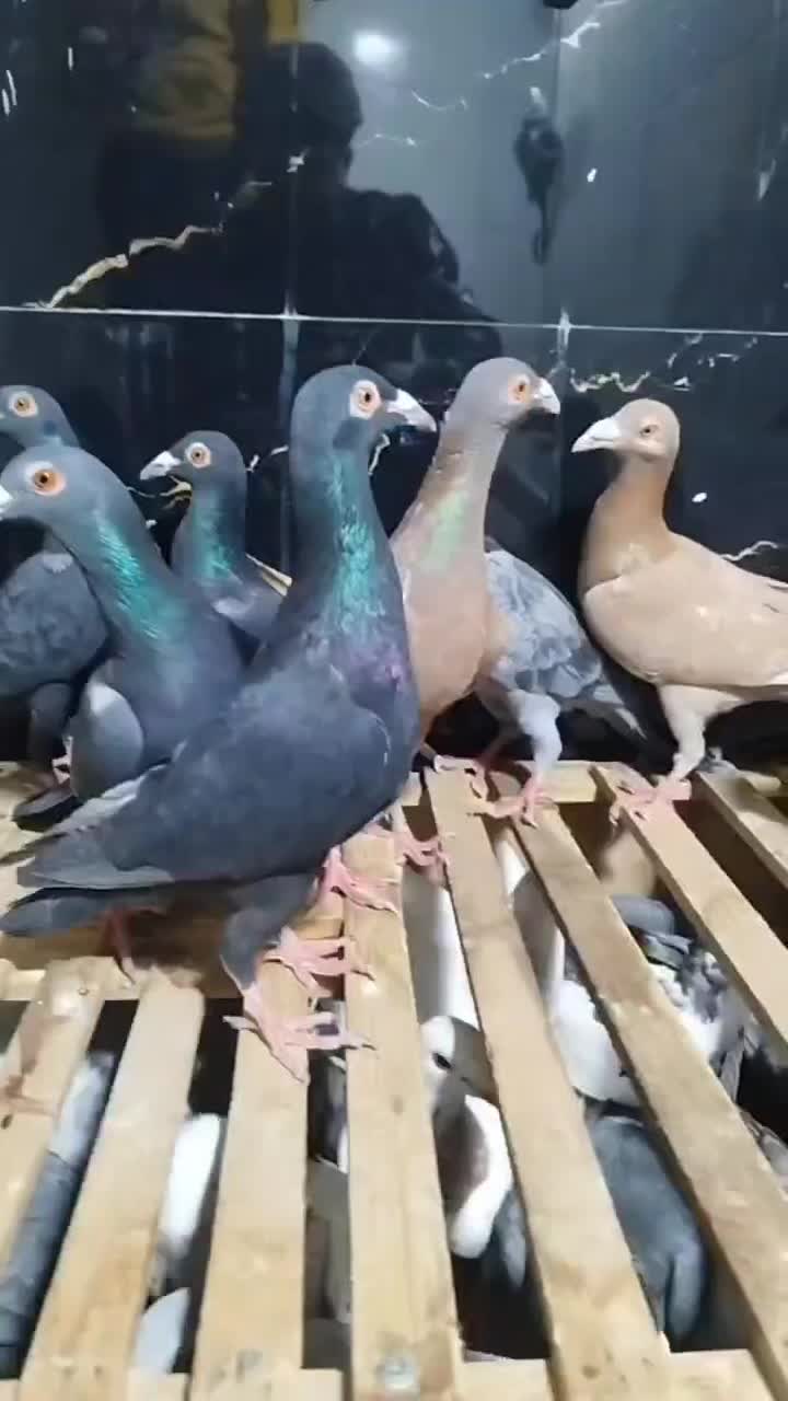 40 کفتر|پرنده|سرخس, |دیوار