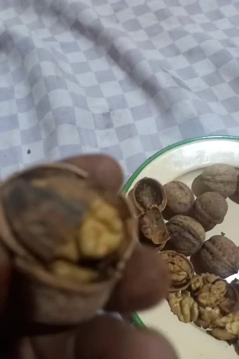 گردوی تازه پر چرب سفید و پوست کاغذی|خوردنی و آشامیدنی|جلفا, |دیوار