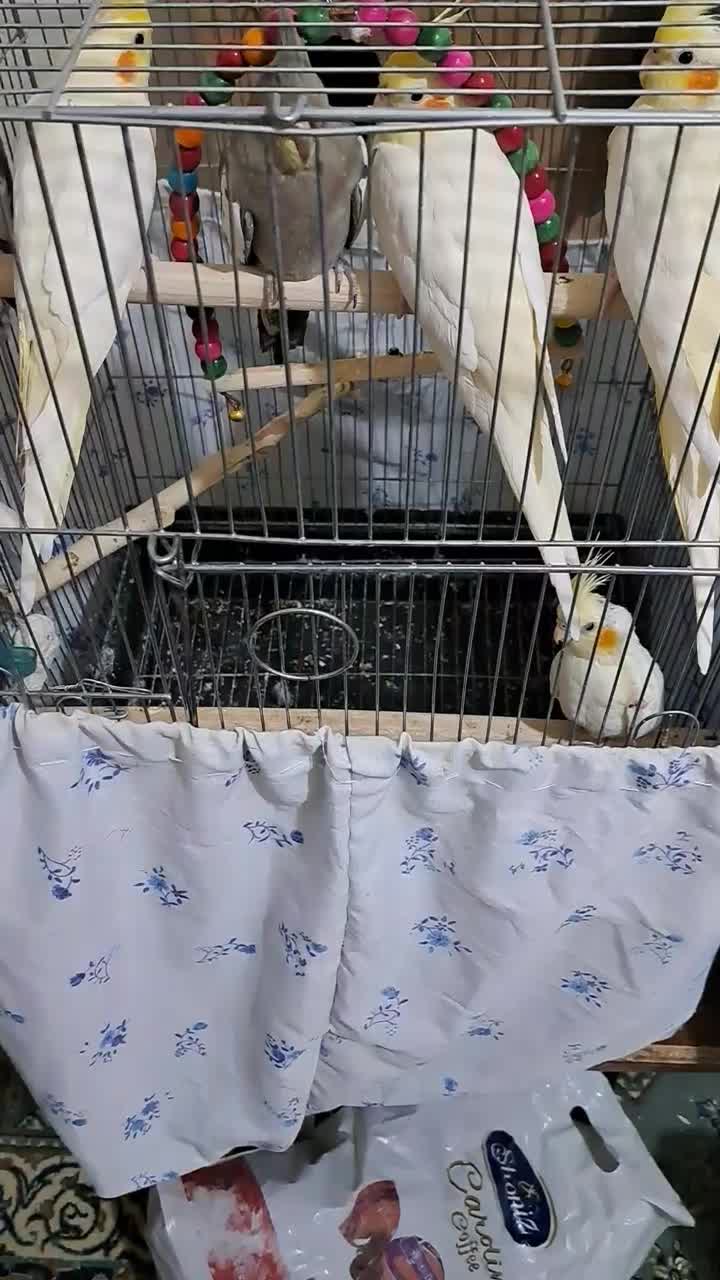 عروس هلندی|پرنده|شاهین‌شهر, شهرک منازل چوبی|دیوار