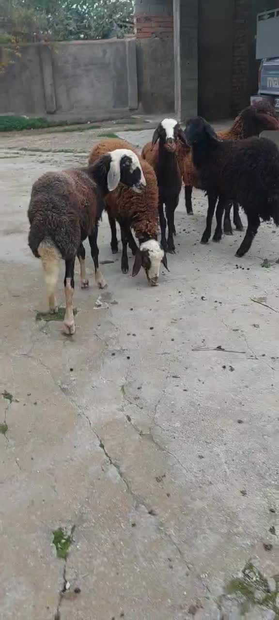 بره نر پرواری|حیوانات مزرعه|گمیشان, |دیوار