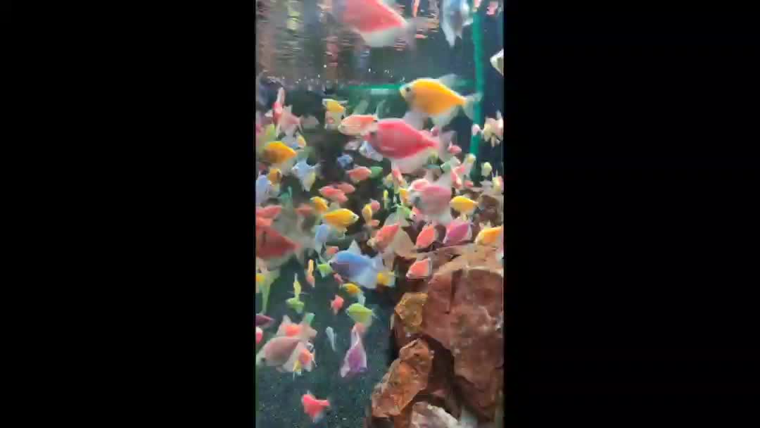 ماهی گوپی|ماهی|اهواز, پادادشهر|دیوار