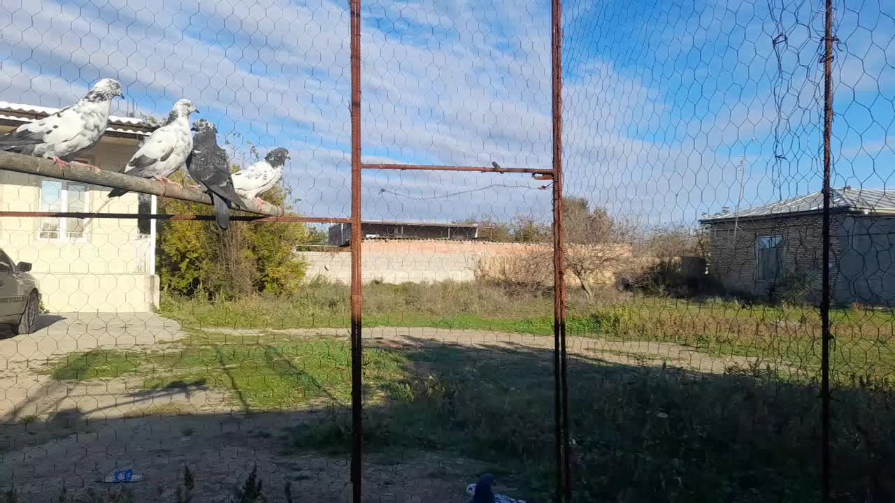 ۵ تا کبوتر فروشی|پرنده|بیله سوار, |دیوار