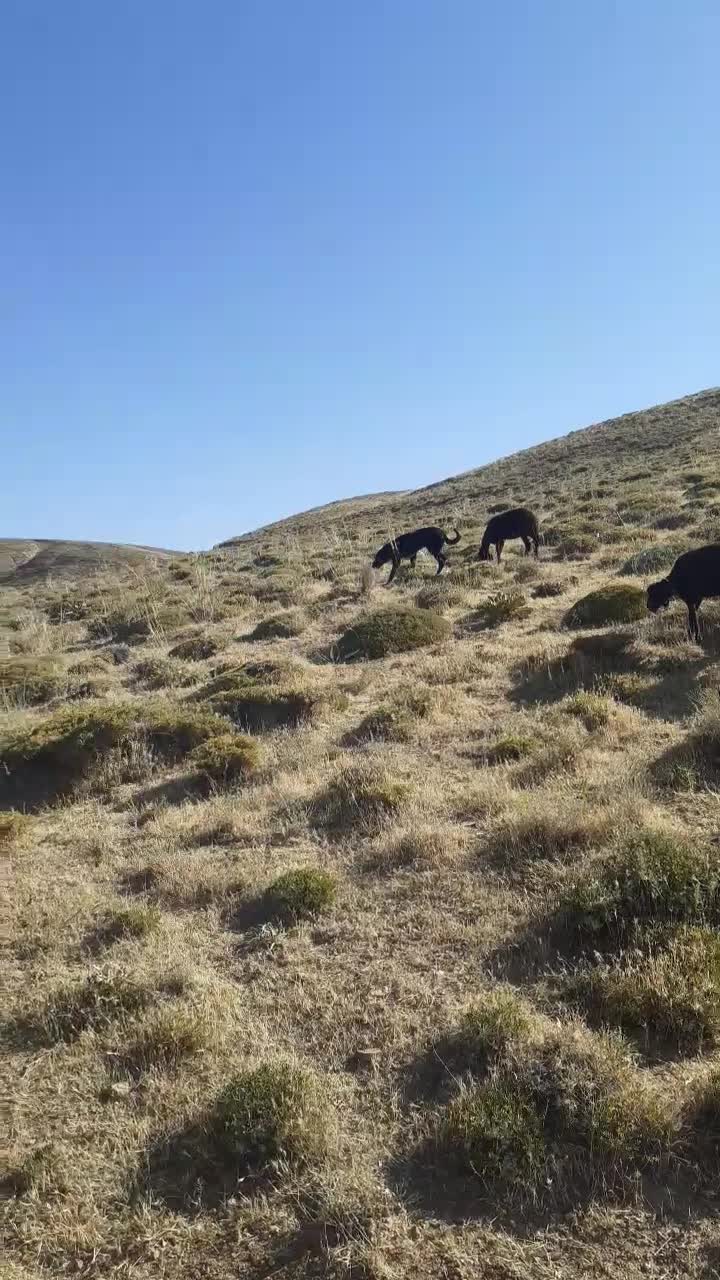 سگ نر|سگ|زنجان, |دیوار