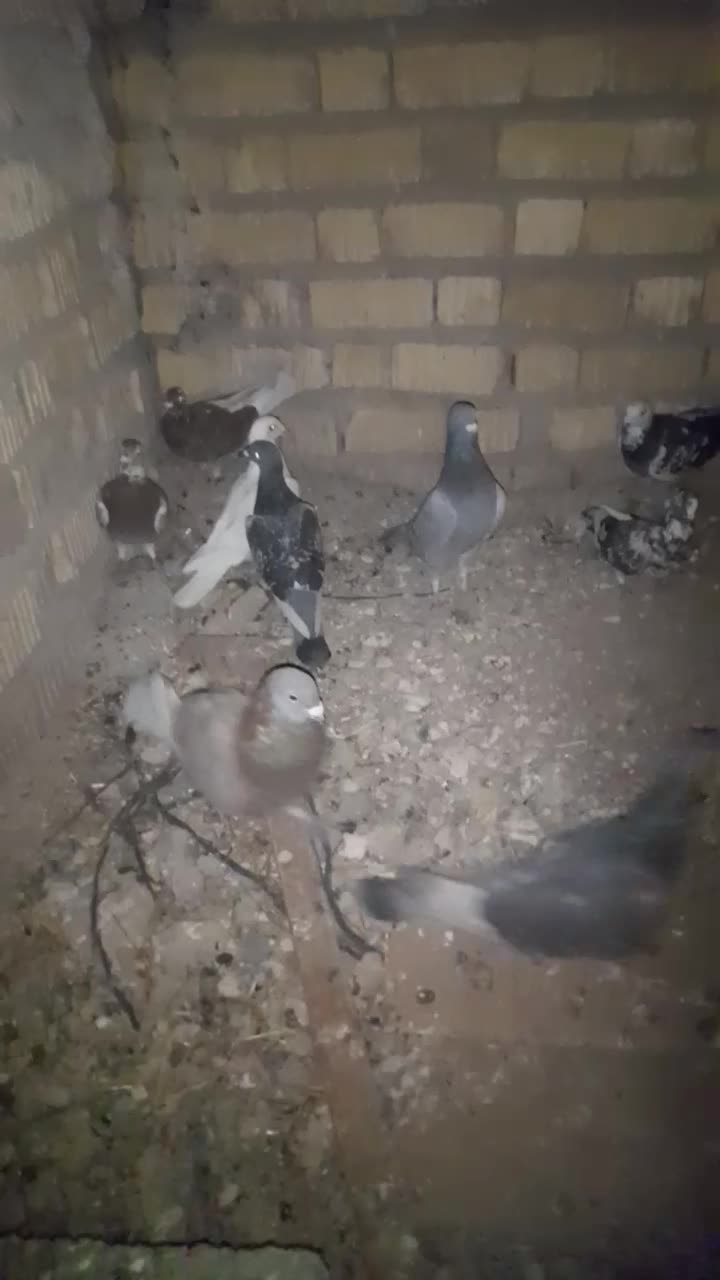 کفتر پلاکی|پرنده|مرودشت, مجد آباد|دیوار