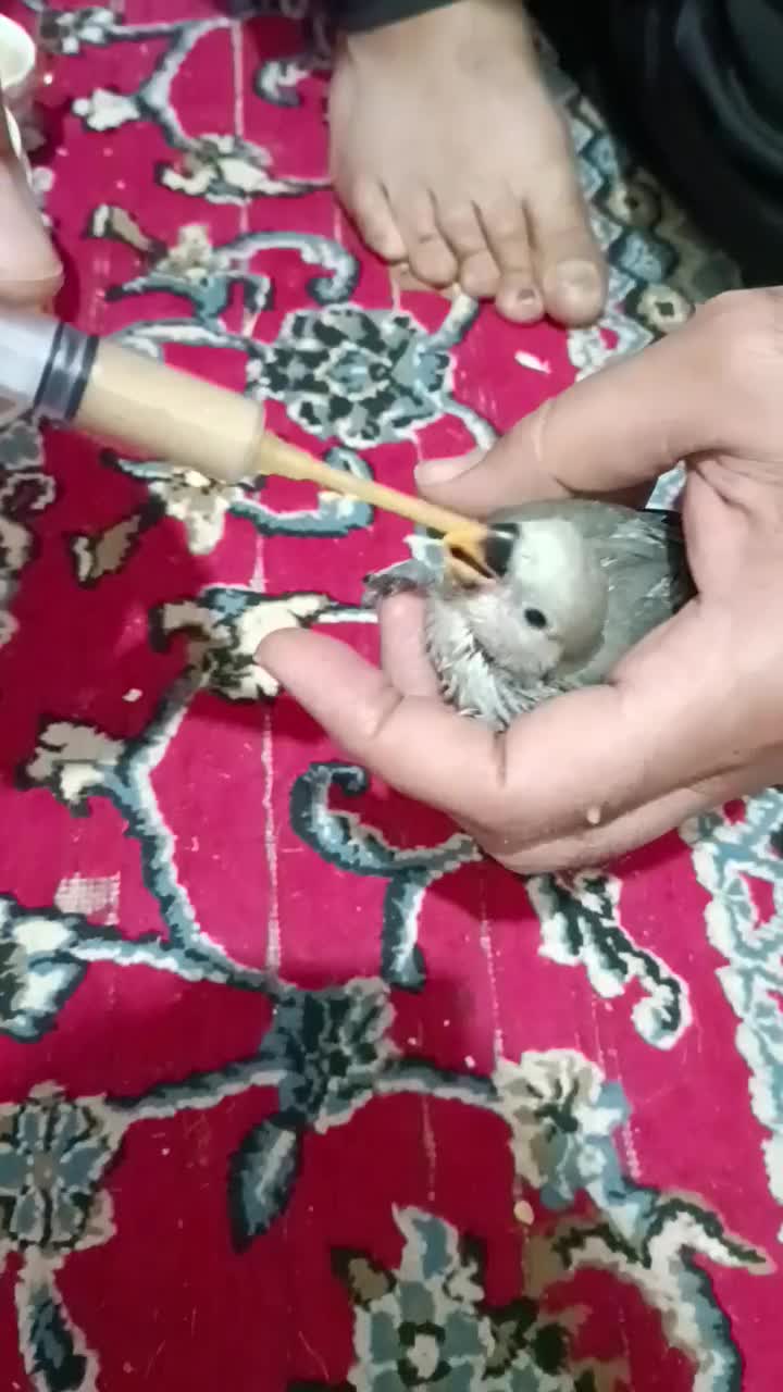 جوجه طوطی برزیلی و عروس هلندی|پرنده|برازجان, |دیوار