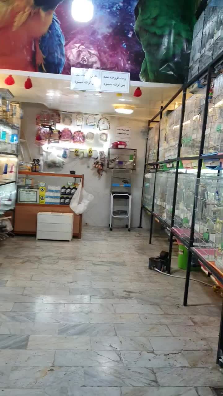 فروش همه نو پرنده|پرنده|آبیک, |دیوار