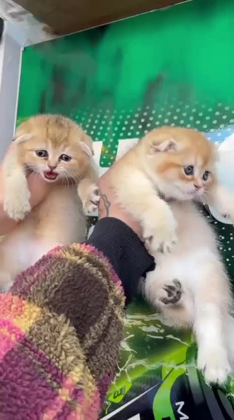 اسکای خرسی خانگی|گربه|تهران, تهرانپارس غربی|دیوار