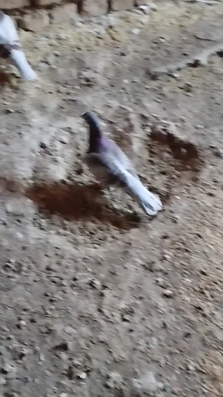 اقون زات دار|پرنده|نصر آباد, |دیوار