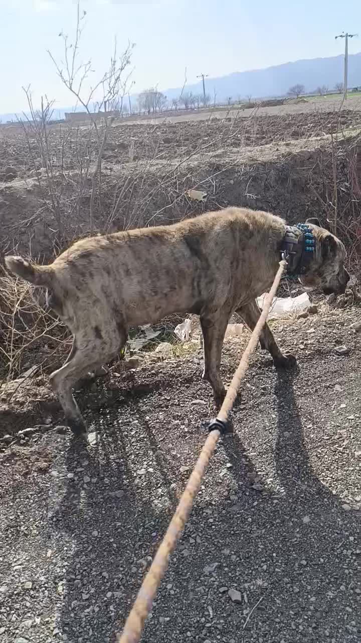 سگ نر|سگ|مشهد, مقصود آباد|دیوار