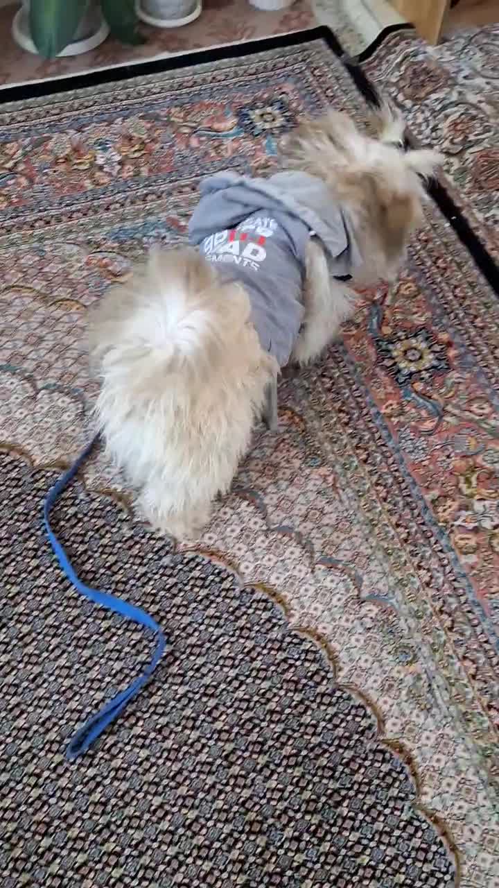 سگ پاکوتاه نر شیتزو|سگ|اردبیل, |دیوار