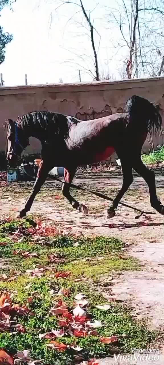 اسب مادیان۶دنگ|اسب و تجهیزات اسبسواری|اصفهان, باغ نگاره|دیوار