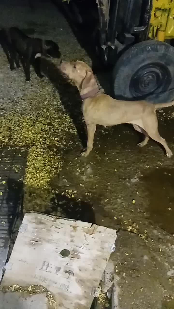 ماده پیتبول جفت خورده|سگ|اصفهان, باغ دریاچه|دیوار