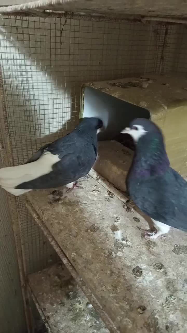 جفت امری|پرنده|رفسنجان, |دیوار