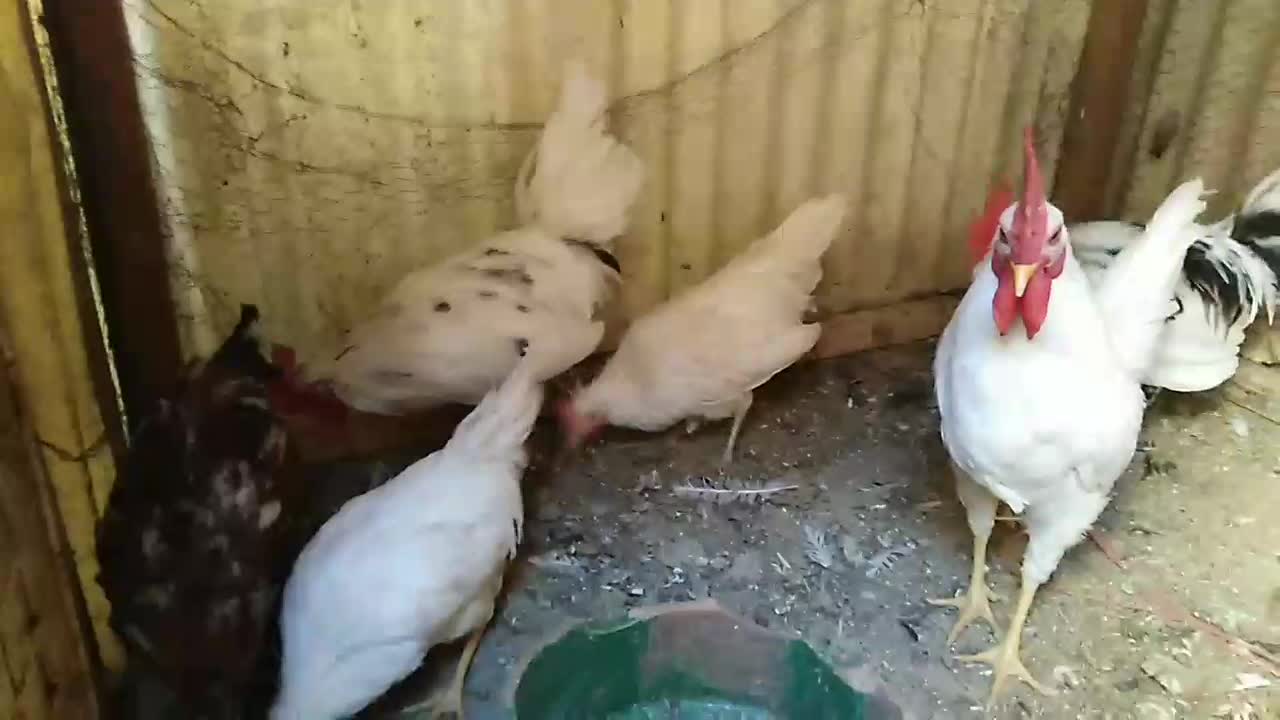 حراج خروس گلین یکجا 250 و بوقلمون سه ت|حیوانات مزرعه|یزد, |دیوار