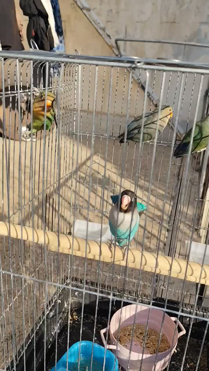 طوطی برزیلی|پرنده|فردیس, فردیس|دیوار