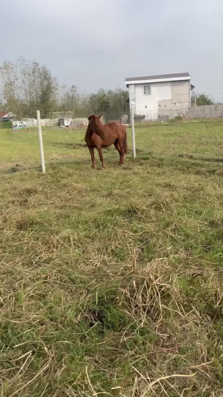 اسب|اسب و تجهیزات اسبسواری|پیربازار, |دیوار