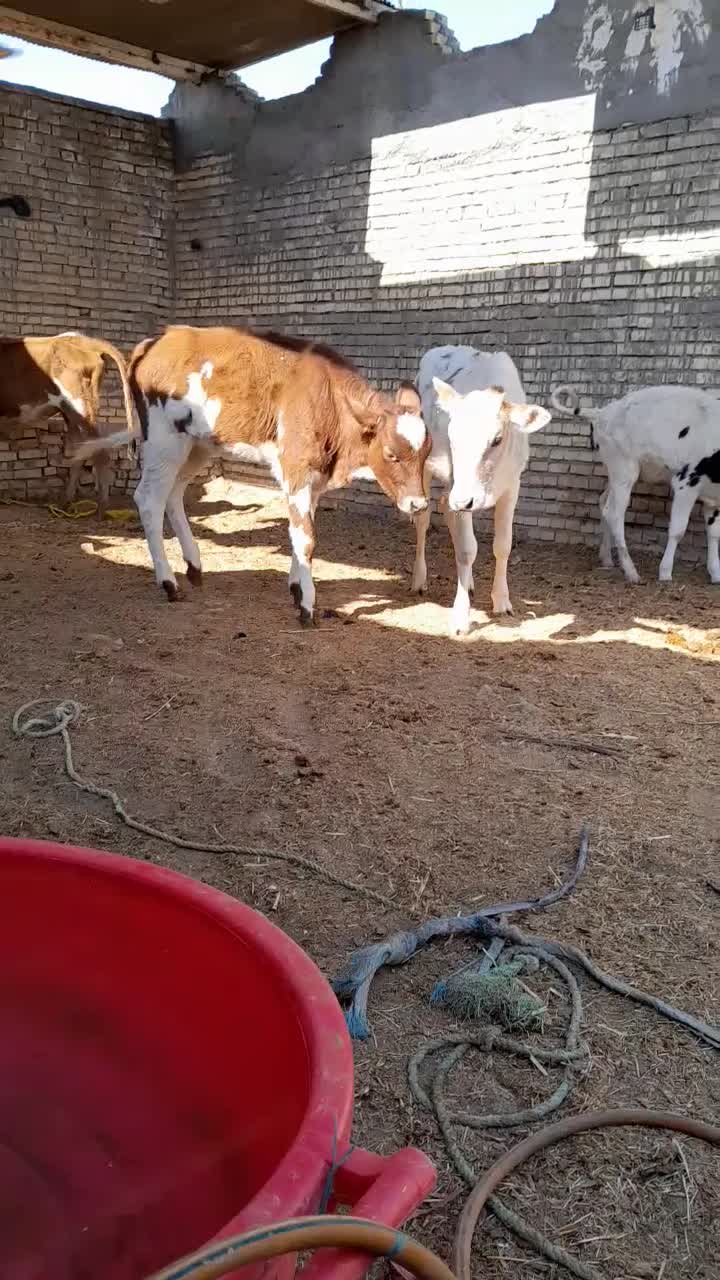 گوساله گاو ماده ۵عدد|حیوانات مزرعه|اهواز, گلدشت|دیوار