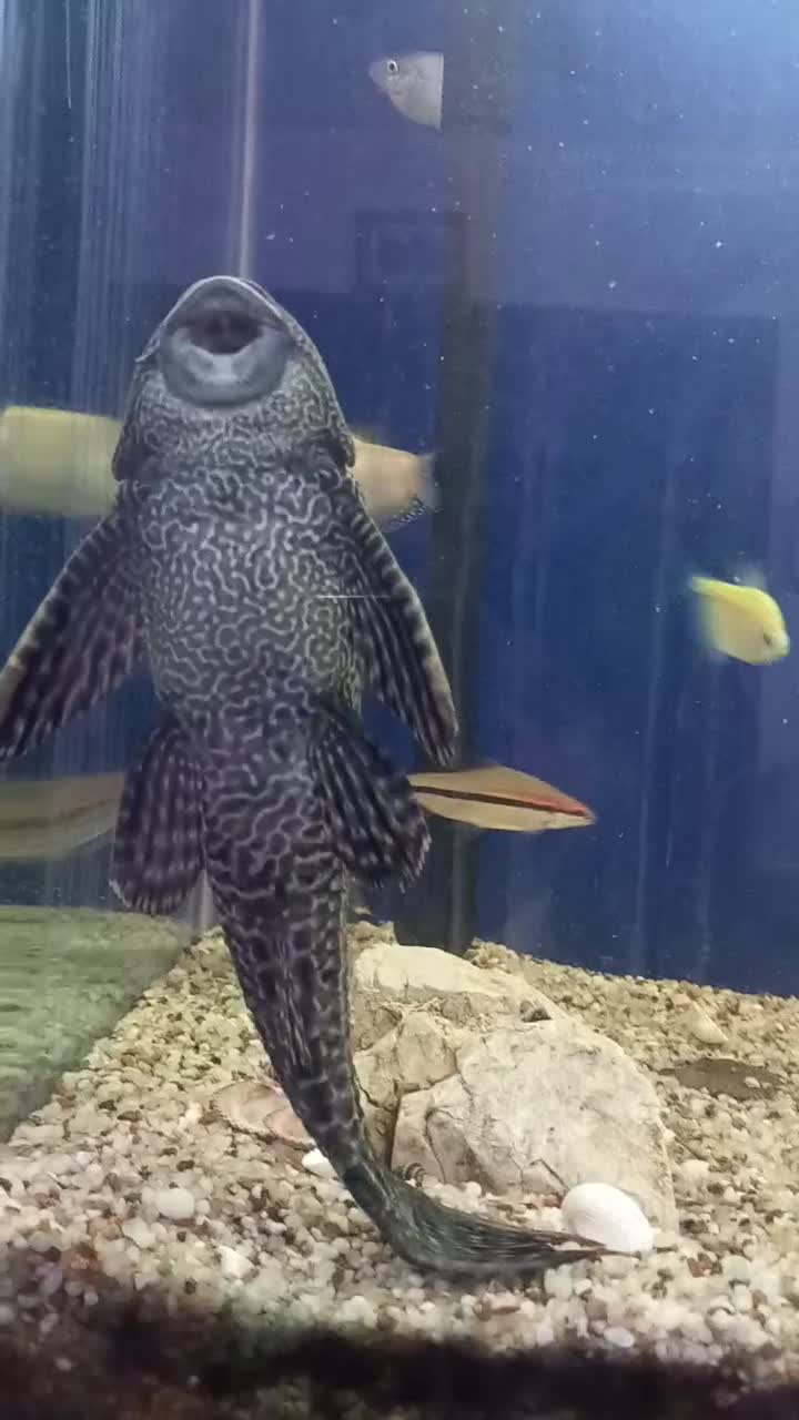 گربه ماهی بزرگ|ماهی|مشهد, عبادی|دیوار