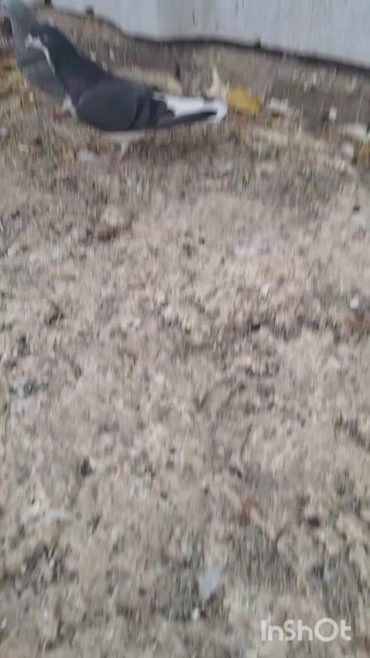 شهری طوقی|پرنده|همایجان, |دیوار