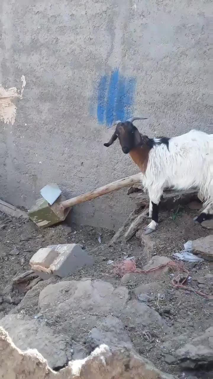 کهره|حیوانات مزرعه|حمیدیا, |دیوار