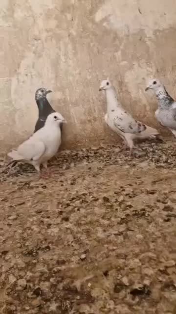 چند کبوتر|پرنده|بهبهان, |دیوار