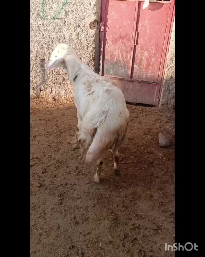 بره نر|حیوانات مزرعه|خاوه, |دیوار