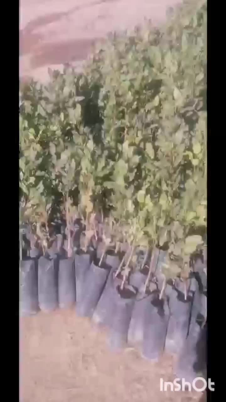 نهال پسته پایه زرندی برای کشت پاییزه|خدمات باغبانی و درختکاری|نیشابور, فضل|دیوار