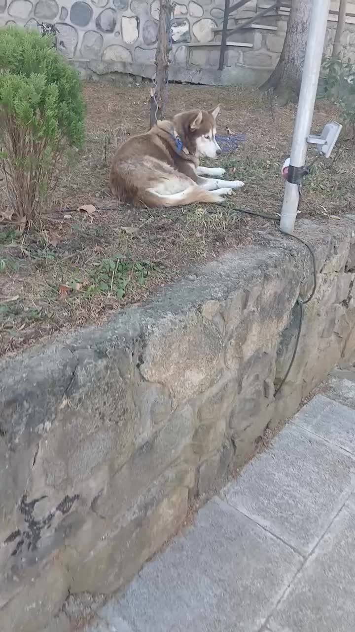 سگ هاسکی رایگان به شرط|سگ|کلاردشت, |دیوار