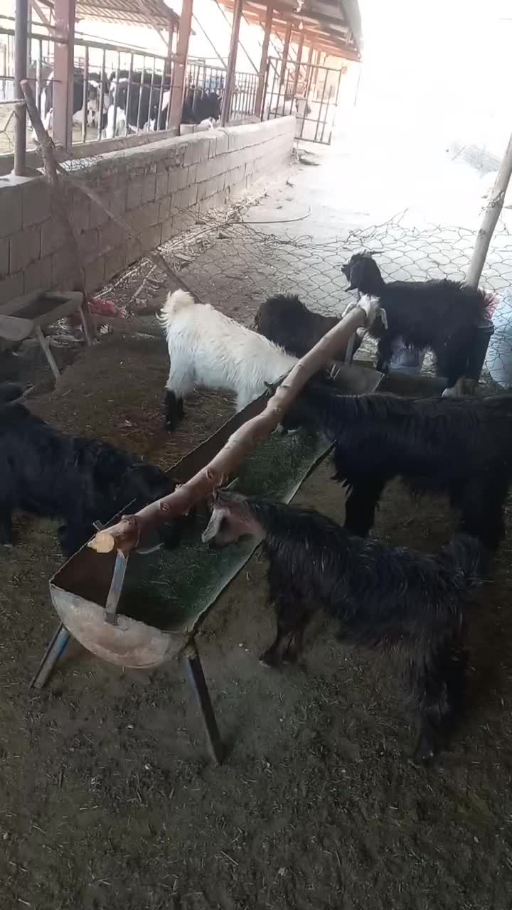 7راس کهره ماده ریز وزن 5راس زیر17کیلو2راس 24کیلو|حیوانات مزرعه|نورآباد ممسنی, |دیوار