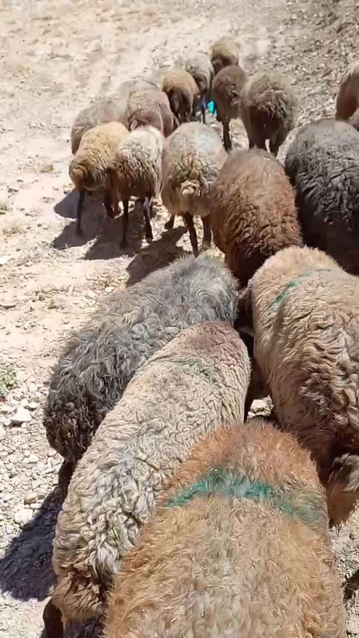 تعداد ۲۸ راس میش دوبهر کردی درجه یک ی صاحب|حیوانات مزرعه|چناران, |دیوار
