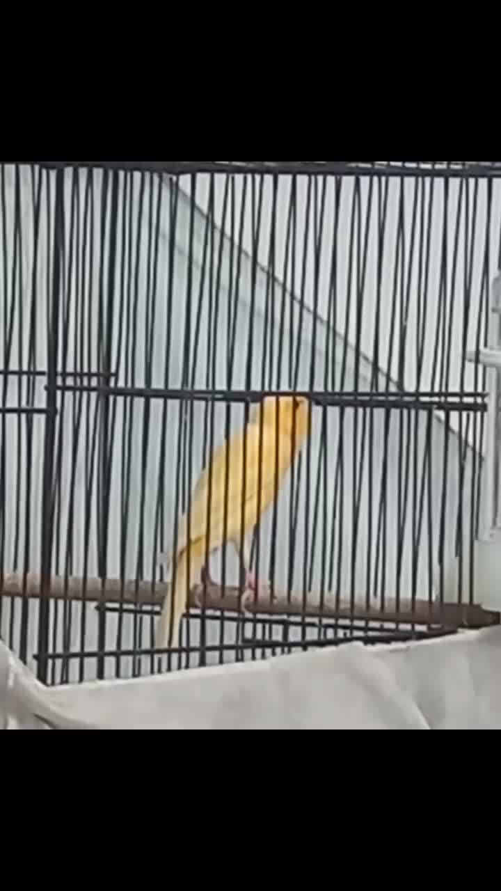 قناری نر پرتقالی کشیده قرص قرص بخون|پرنده|گلستان (تهران), |دیوار