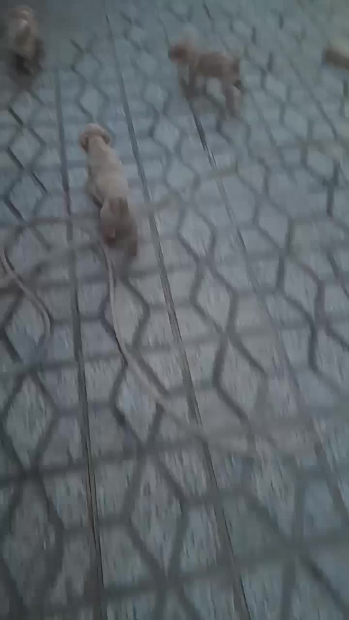 تول|سگ|ملایر, |دیوار