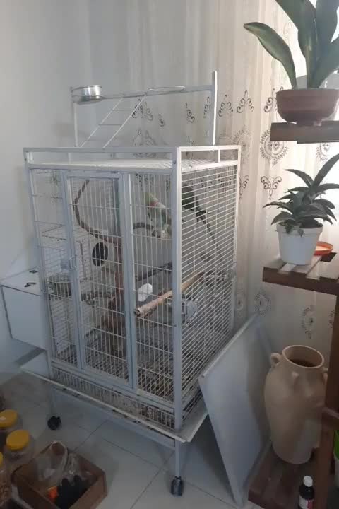 شاه طوطی جفت مولد|پرنده|رباط‌کریم, رباط‌کریم|دیوار