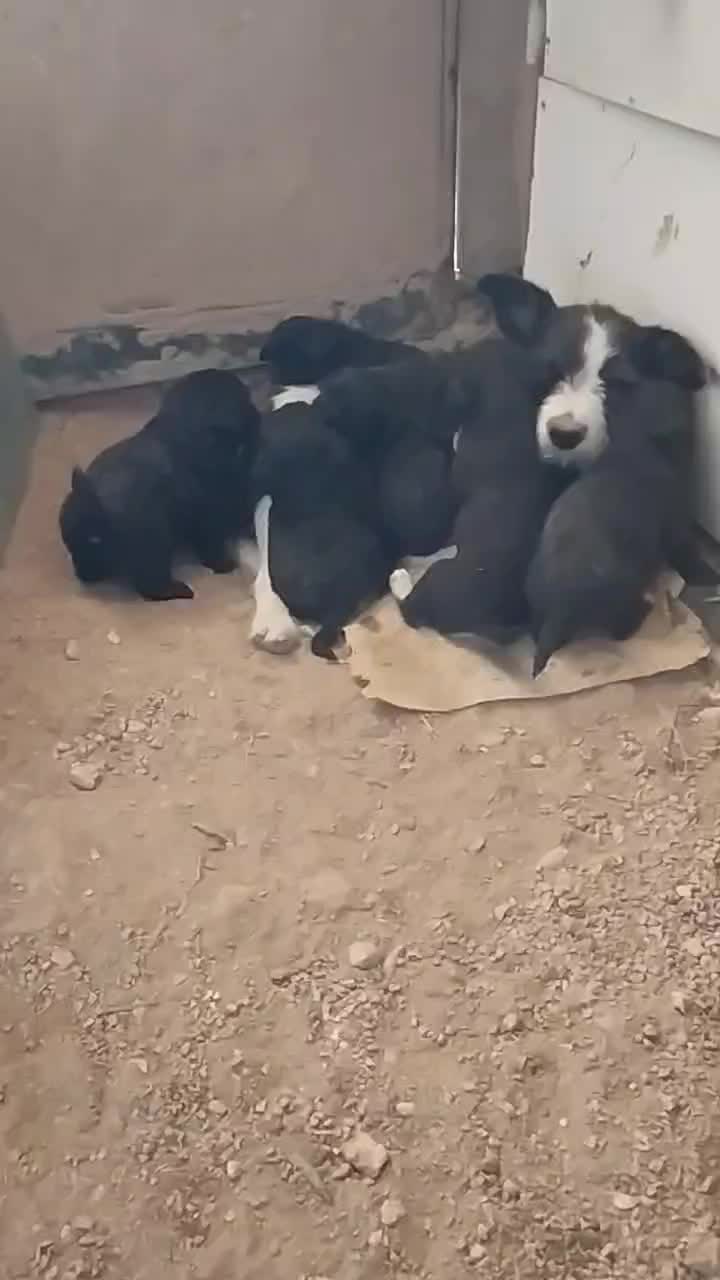 سگ پا کوتاه|سگ|کنگاور, |دیوار